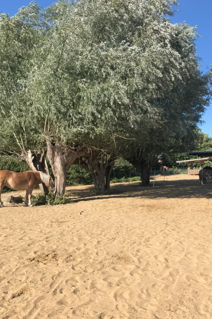 Bäume als natürliche Schattenspender