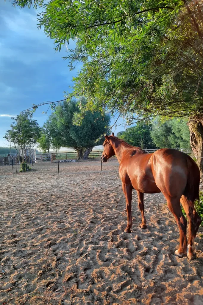 Lauffläche Aktivstall