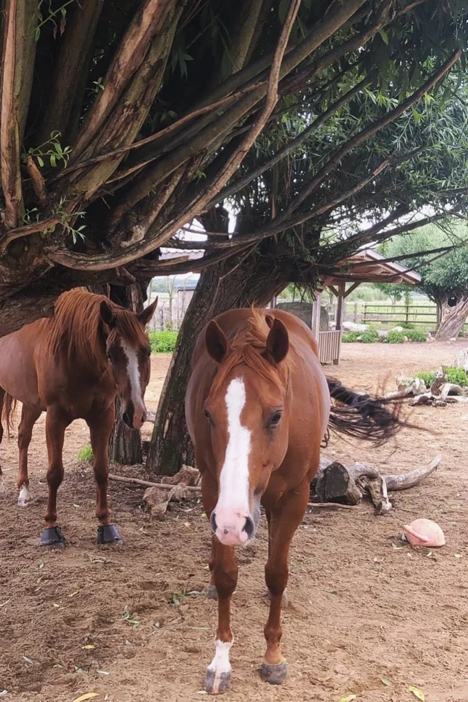 Quarter Horses im Aktivstall