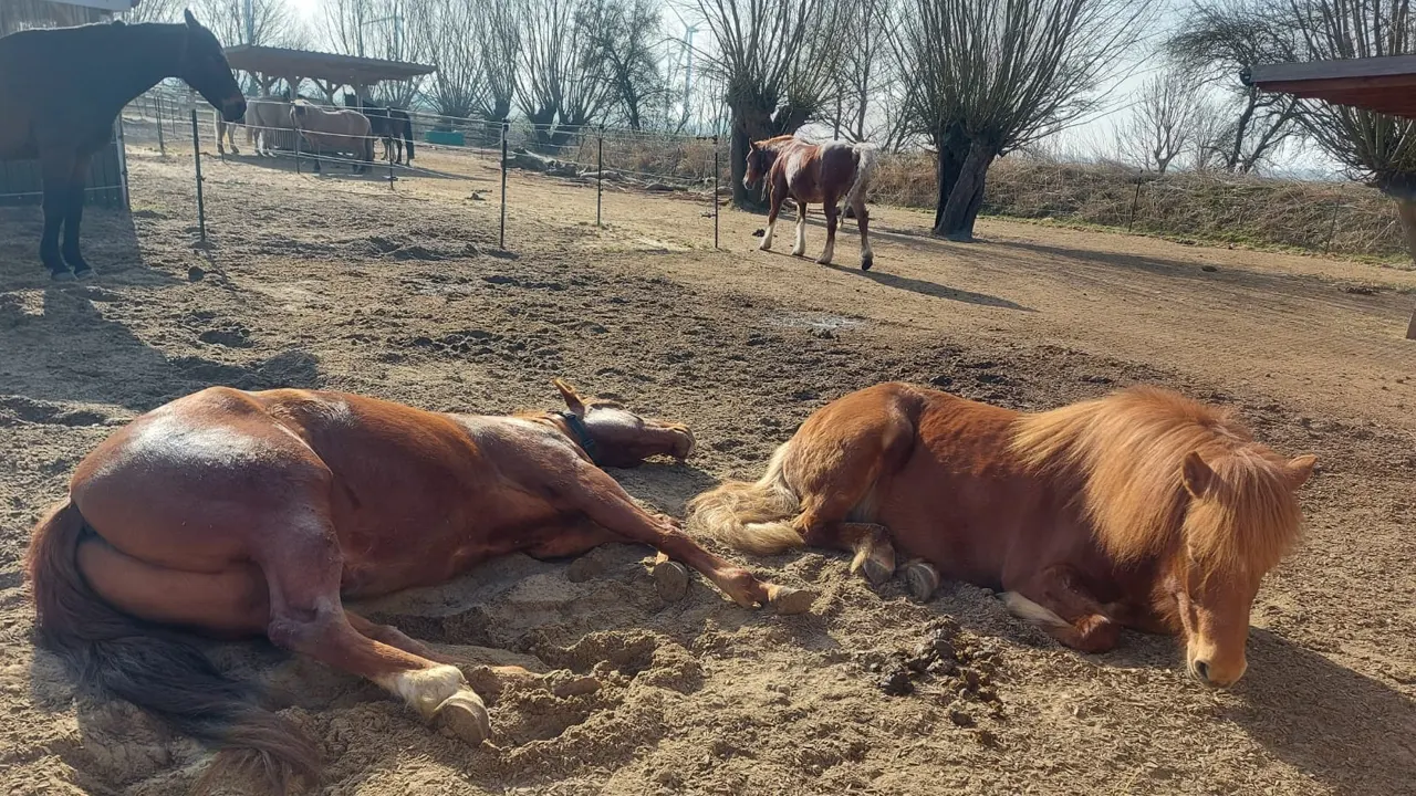Schlafende Pferde im Aktivstall