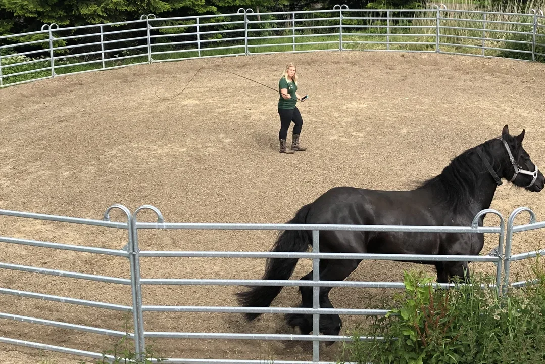 Training im Roundpen