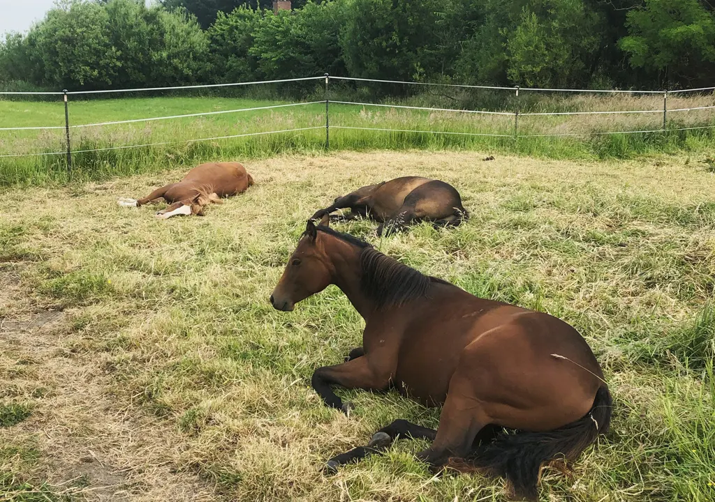 Jungpferdeaufzucht Pferde schlafen
