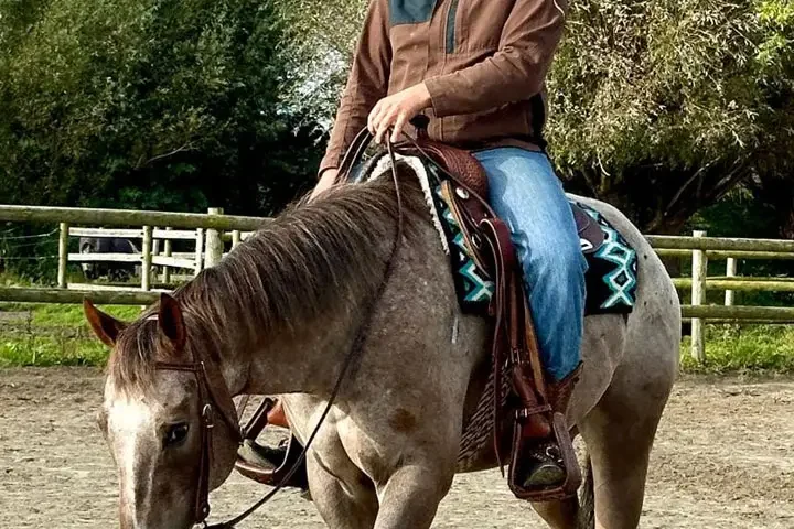 Anreiten Westernpferd