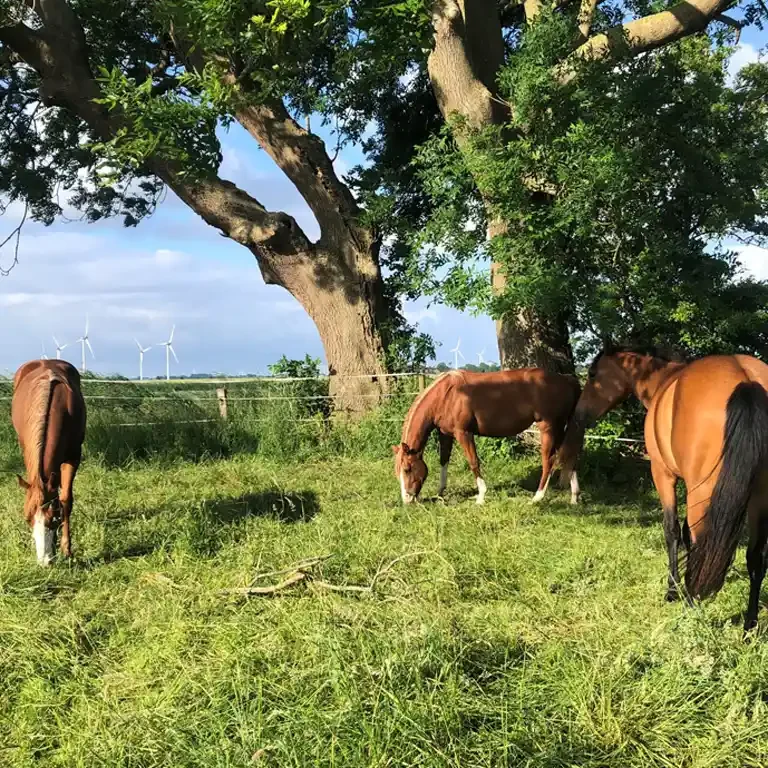 Bäume als Schattenspender