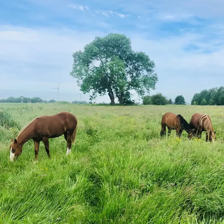 großzügige Marschweiden