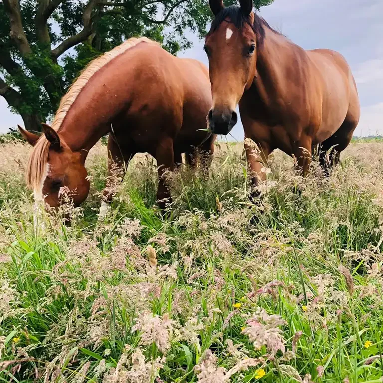 zufriedene Jungpferde