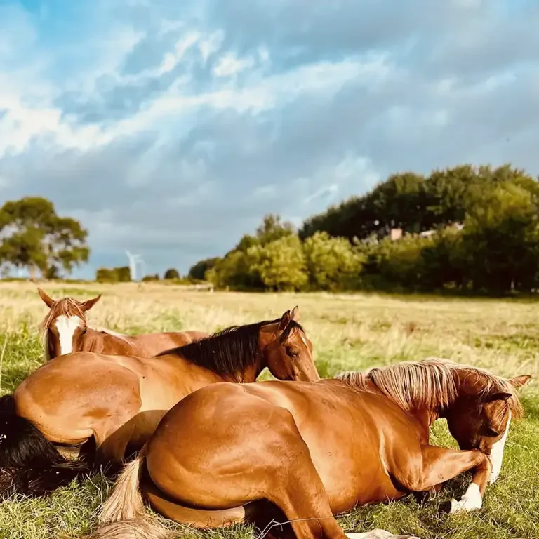 Jungpferdeaufzucht im Norden