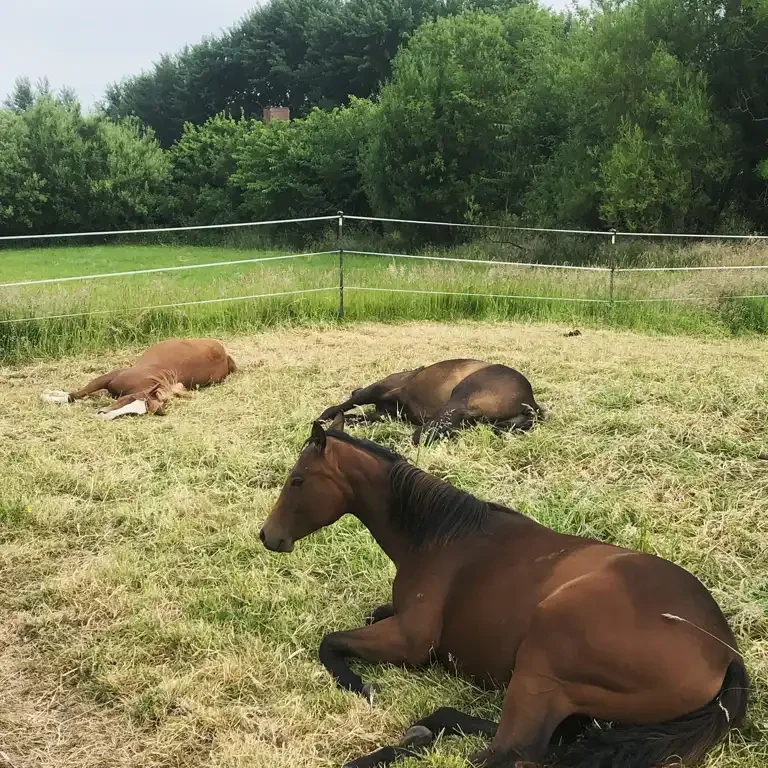 Schlafende Jungpferde