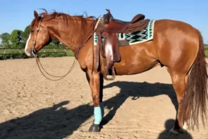 Grundlagenkurs Westernreiten
