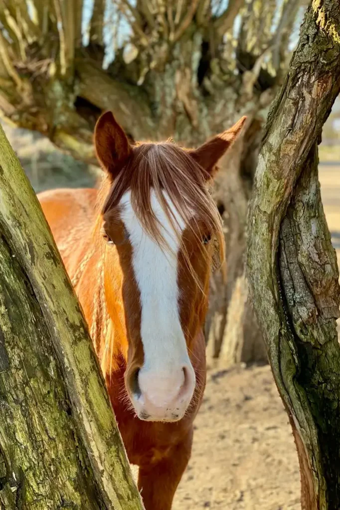 Quarter Horse unter Bäumen