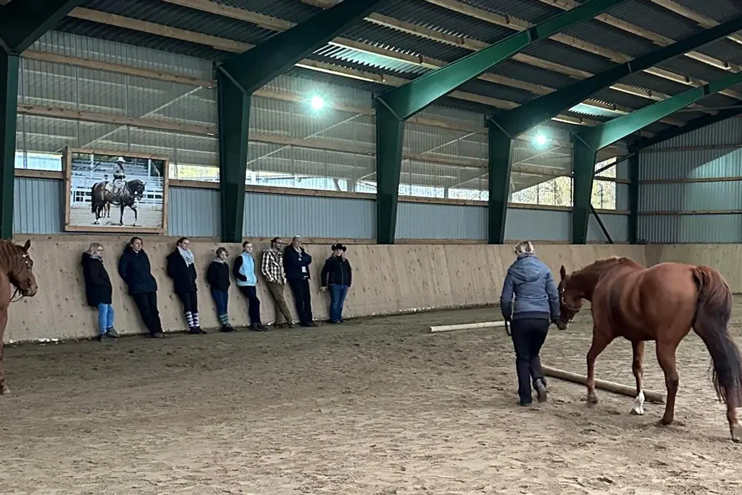 Westernpferd vorführen und mustern