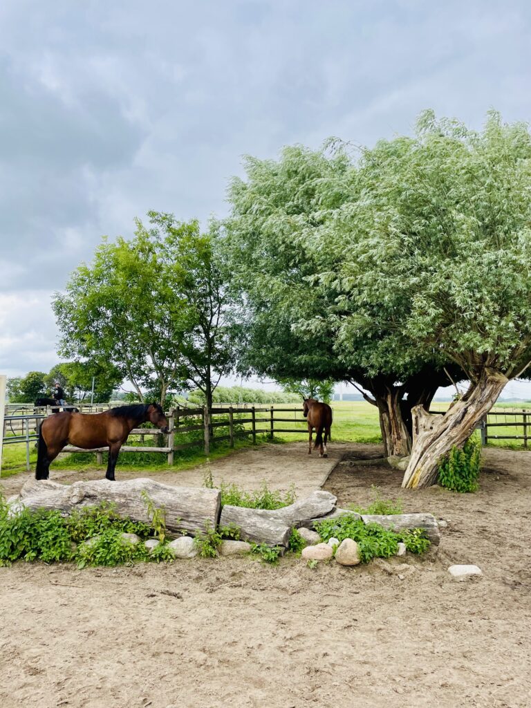 Aktivstall Aktivstall Pferdehaltung in Dithmarschen