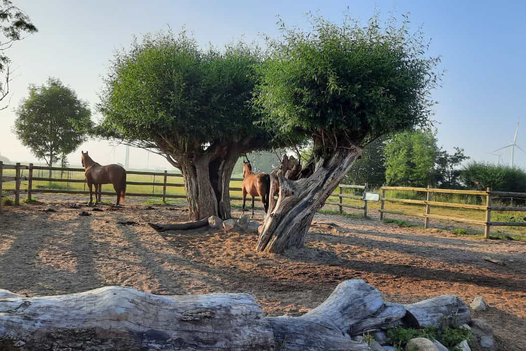 Aktivstall in Schleswig-Holstein