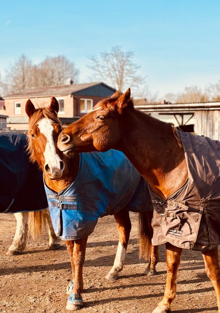 Aktivstall Herde und Bewegung