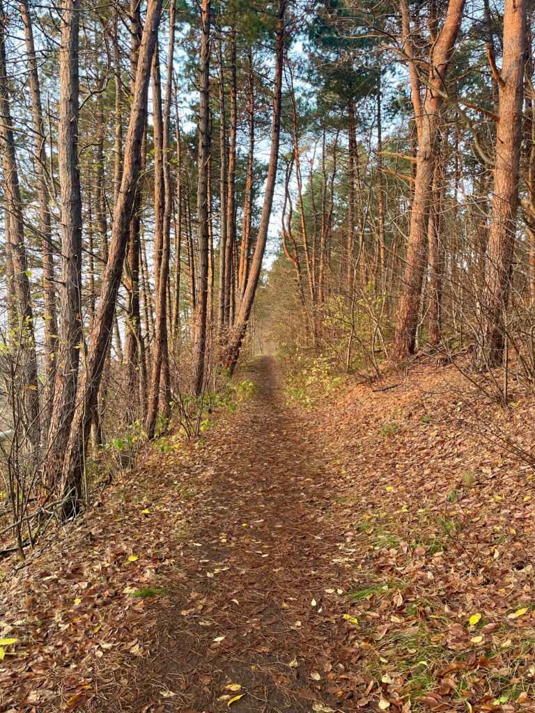 Coahing Persönlichkeitsentwicklung Online Beratung und Coaching Pferd