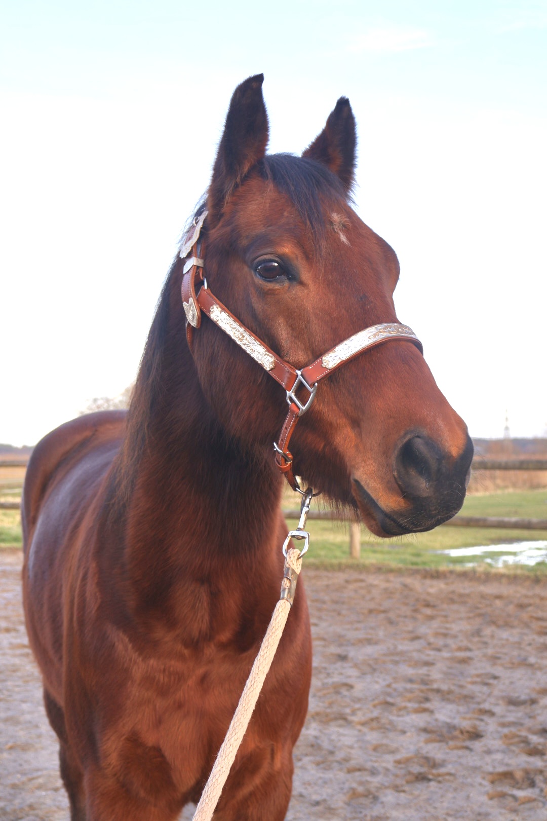 Schulpferd American Quarter Horse Schleswig-Holstein